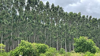 Mondi South Africa Forestry