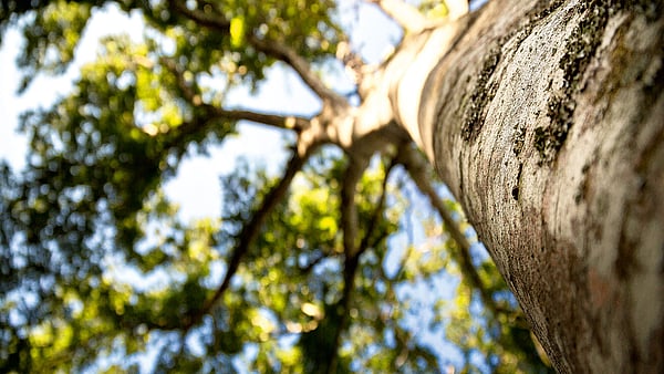 Close-up image of a tree