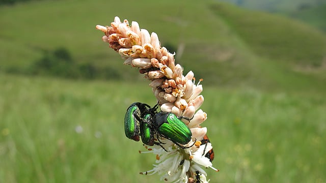 mating beetle on flower