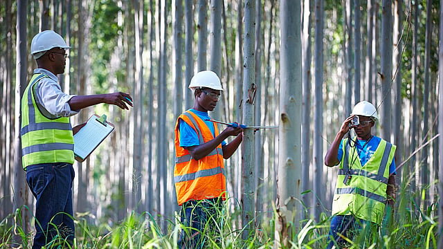 Mondi forest workers