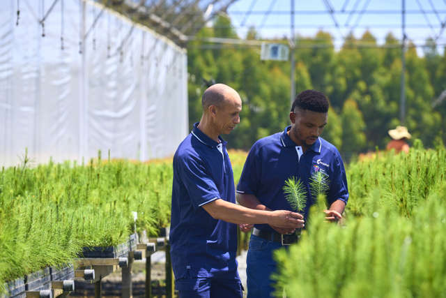 Mondi Richardsbay tree seedlings