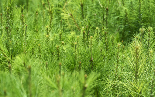 Tree saplings.