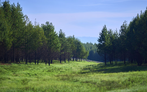 Hilton Forest