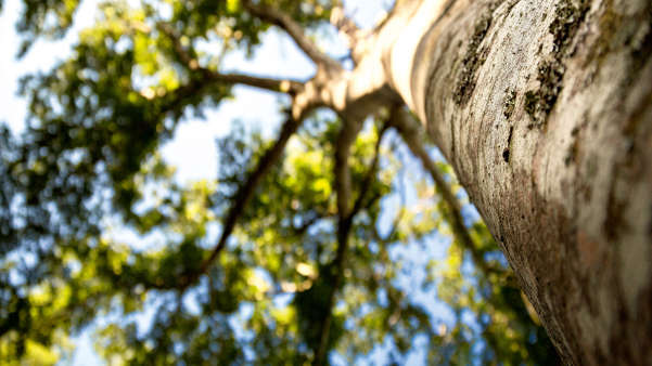 Close-up image of a tree