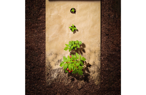 Mondi's mulching paper as sustainable paper alternative to traditional plastic mulch.