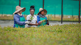 Mondi Richardsbay tree seedlings