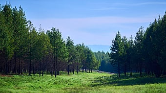 A lush green forest landscape.