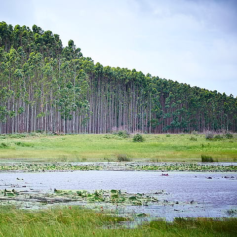 Wetland conservation, South Africa