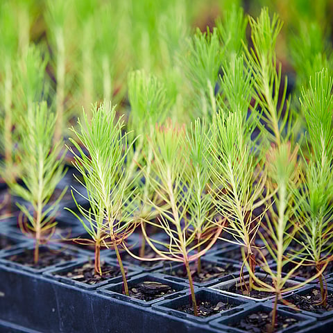 South African nursery