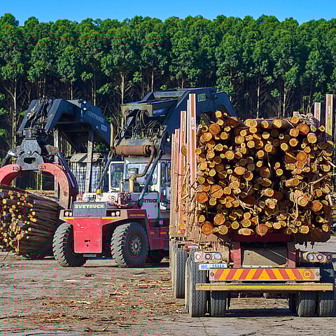 Mondi truck with wood trunks