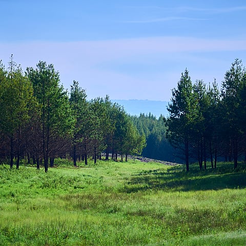 Mondi forest