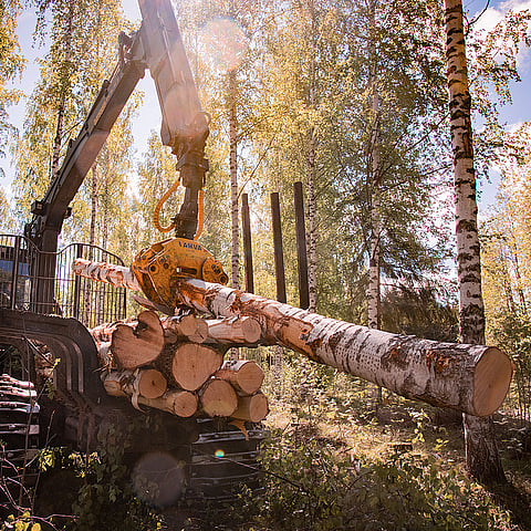 A forestry machine with a hydraulic grapple lifts and stacks freshly cut logs in a sunlit forest clearing.