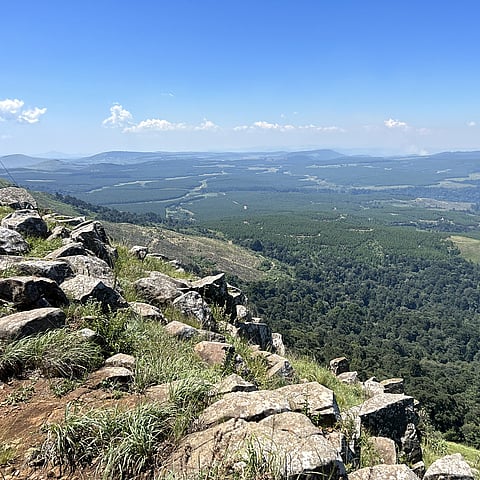 South African forest