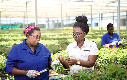 Mondi South Africa women workers with tree seedlings