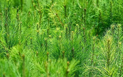 Tree saplings.