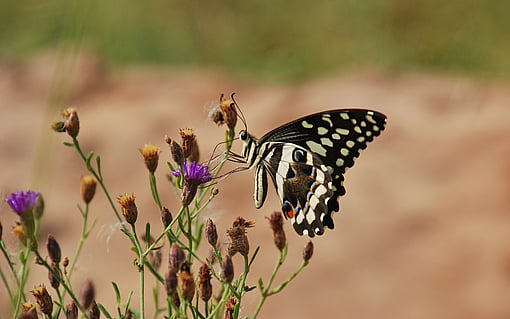 butterfly on flower