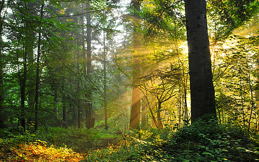 Woods with sun shining.