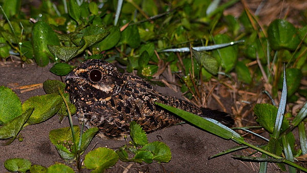 Bird on ground between plants