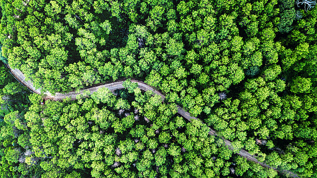 trees