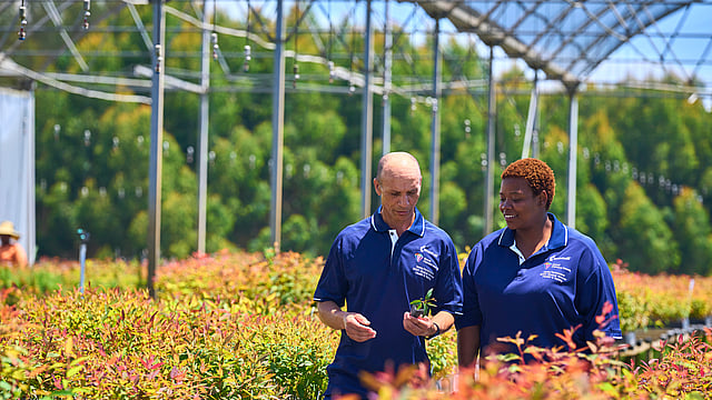 Mondi colleagues taking care of saplings