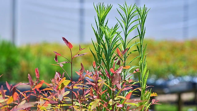 tree seedlings