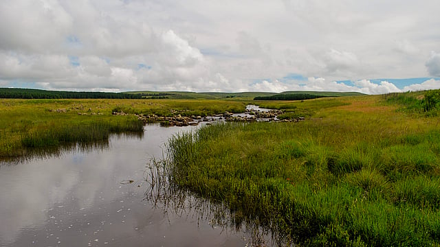 Ecological networks Mondi South Africa