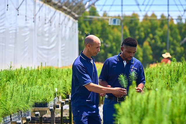 Mondi Richardsbay tree seedlings