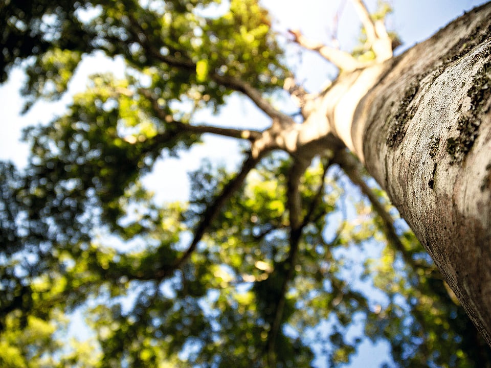 ground level view of a large tree set against a sunny background