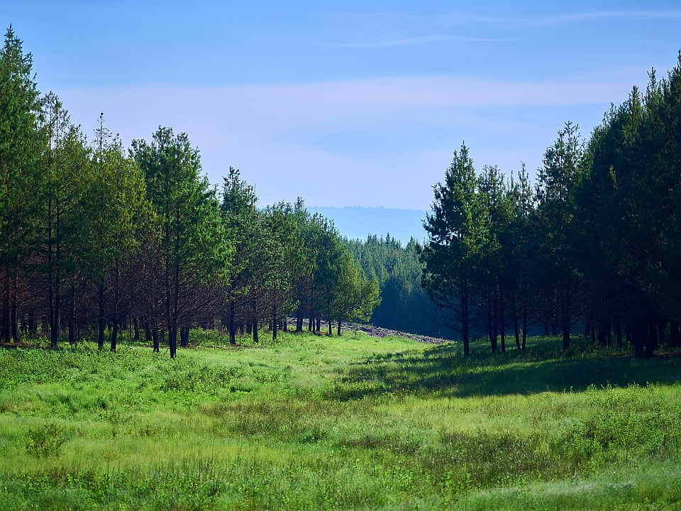 A lush green forest landscape.