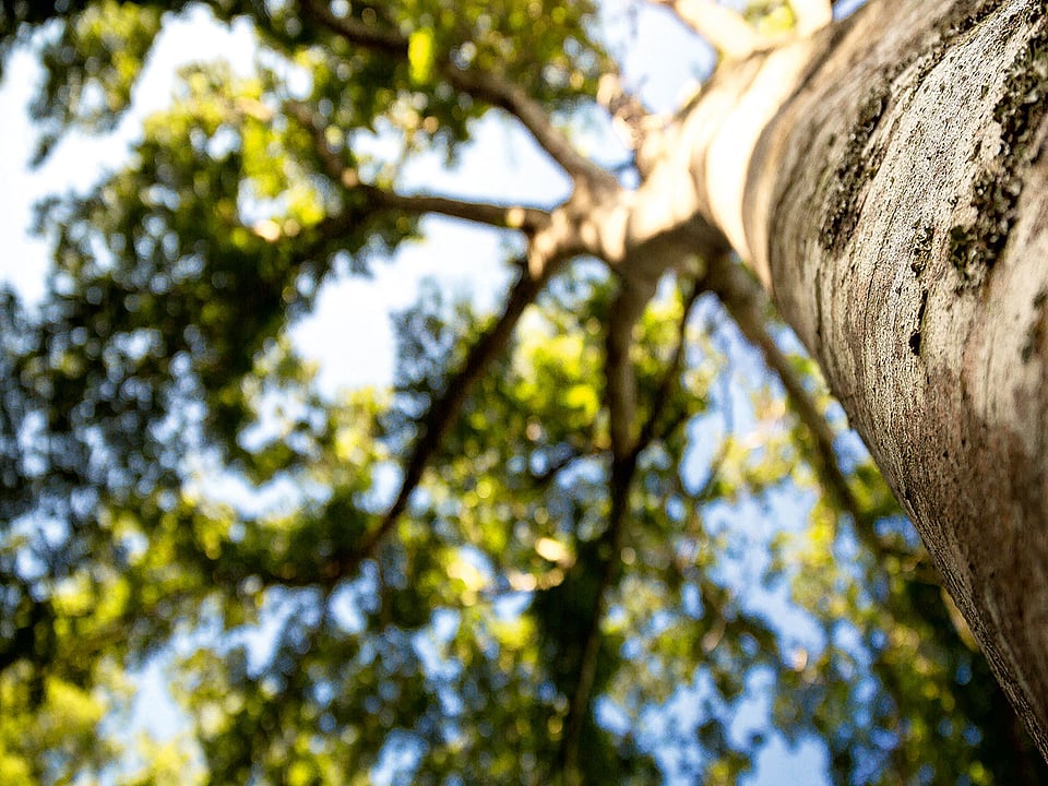 Close-up image of a tree