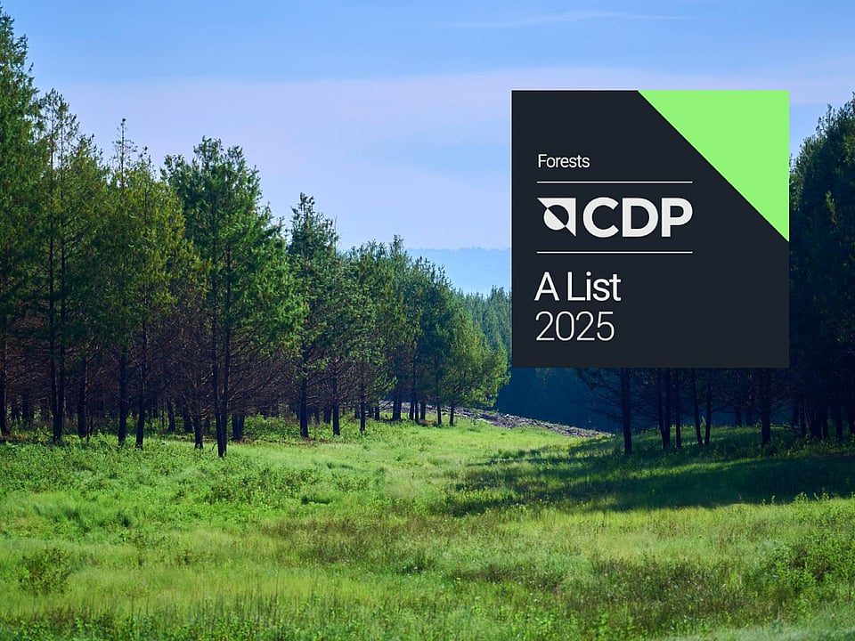 Image of a forest with trees and fields set against a blue sky with a CDP logo in the top right