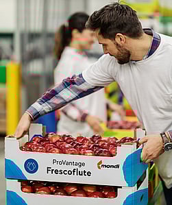 A man stacking a corrugated tray filled with apples labelled ProVantage Frescoflute.