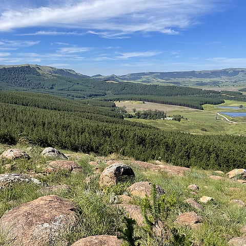 South African forest