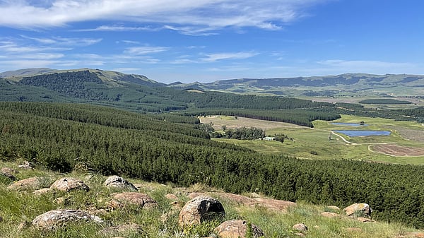 Mondi South African forest landscape