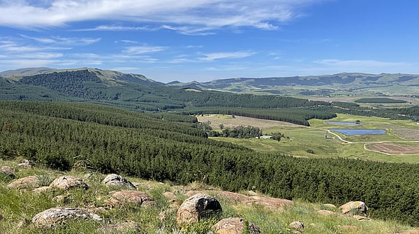 Mondi South African forest landscape