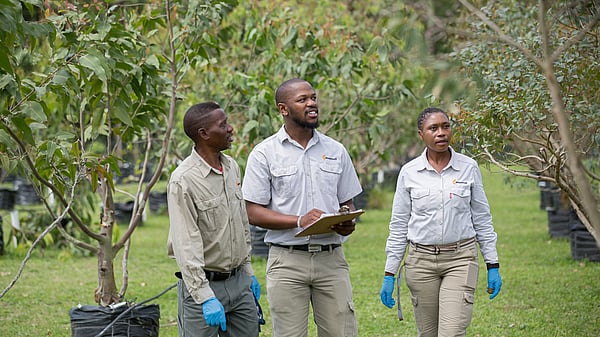 Mondi Zimele tree improvement