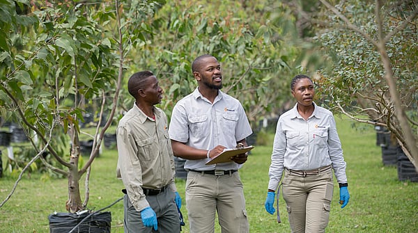 Mondi Zimele tree improvement
