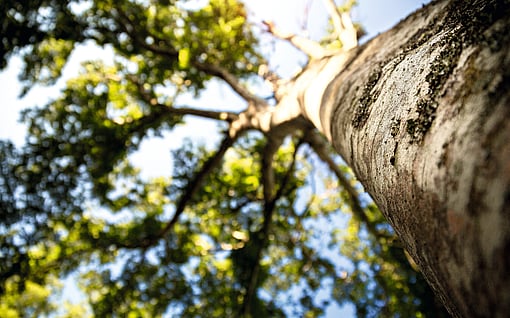 tree in a forest