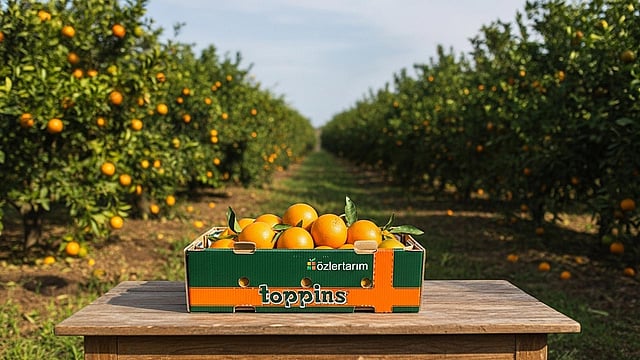 An Özler Tarim branded corrugated tray on a table in an orange orchard.