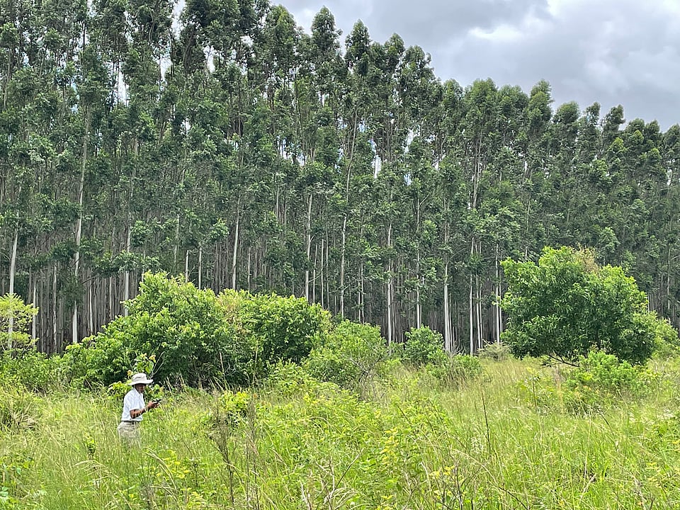 Mondi South Africa Forestry